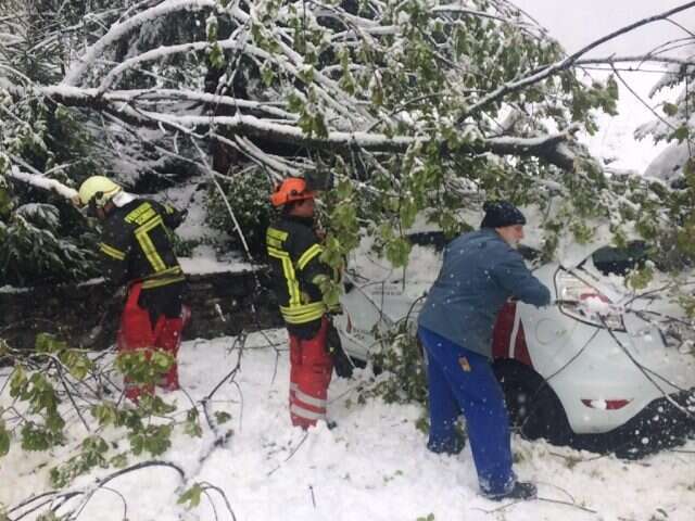 Baum auf PKW gefallen 2 5