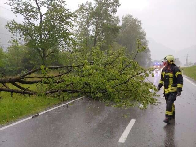 Baum verlegt Strasse 1 2